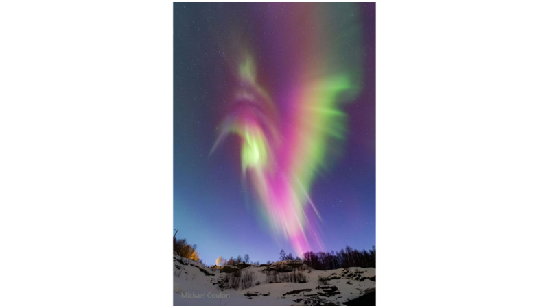 AURORAL SİNEK KUŞU