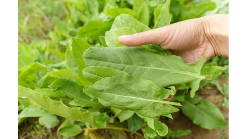 EN GÜÇLÜ MİKROP ÖLDÜRÜCÜ: KUZU KULAĞI