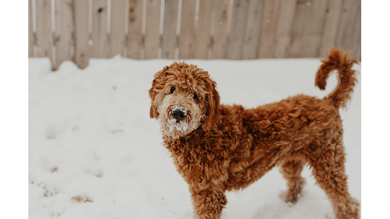 İLHAMLIK POZLAR: KÖPEĞİNİZİN GÜNÜNÜ GÜZELLEŞTİRİN!