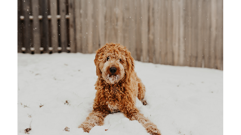 İLHAMLIK POZLAR: KÖPEĞİNİZİN GÜNÜNÜ GÜZELLEŞTİRİN!