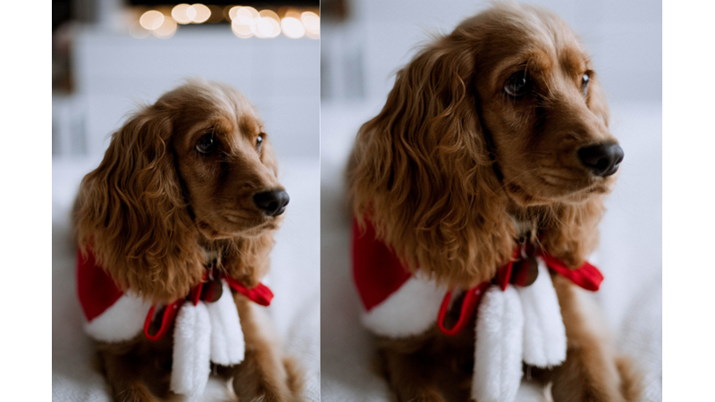 YILBAŞI RUHU: HAYVAN DOSTUNUZ İLE ANI BİRİKTİRME