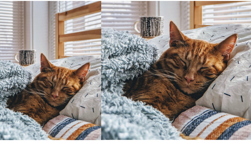 KÜRKLERİNİN İÇİNDEN KEDİLER ÜŞÜR MÜ?