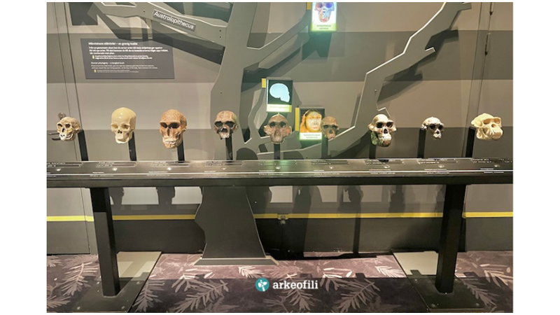 EN UZUN SÜRE YAŞAYAN İNSAN TÜRÜ