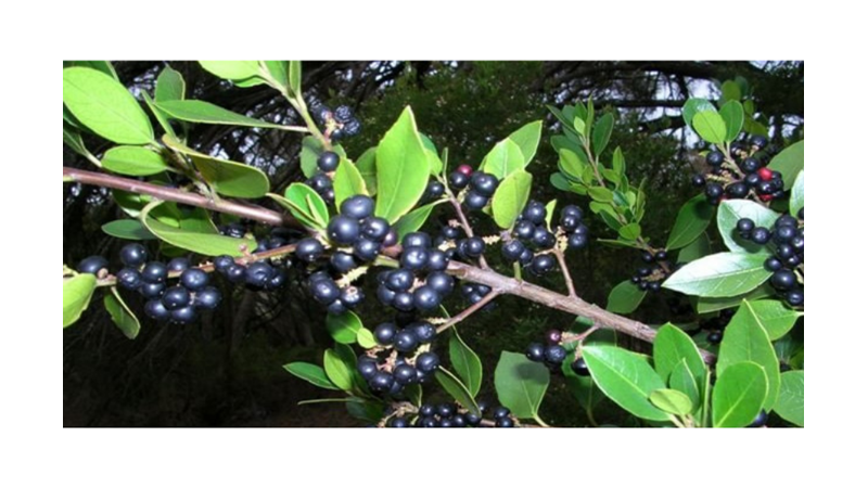 SİZE İLGİNÇ GELEBİLECEK AĞAÇ İNANIŞLARI