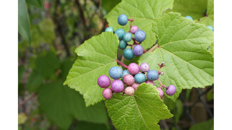 GERÇEK Mİ DEDİRTEN EN GARİP BİTKİLER