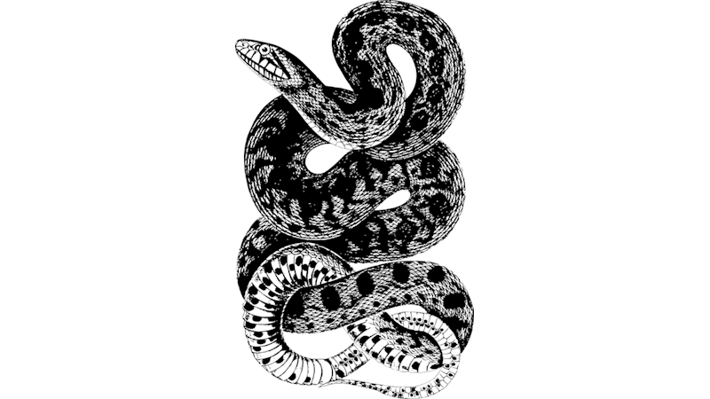 Kültürel İnanç Sembolü: Yılan (XXIII)