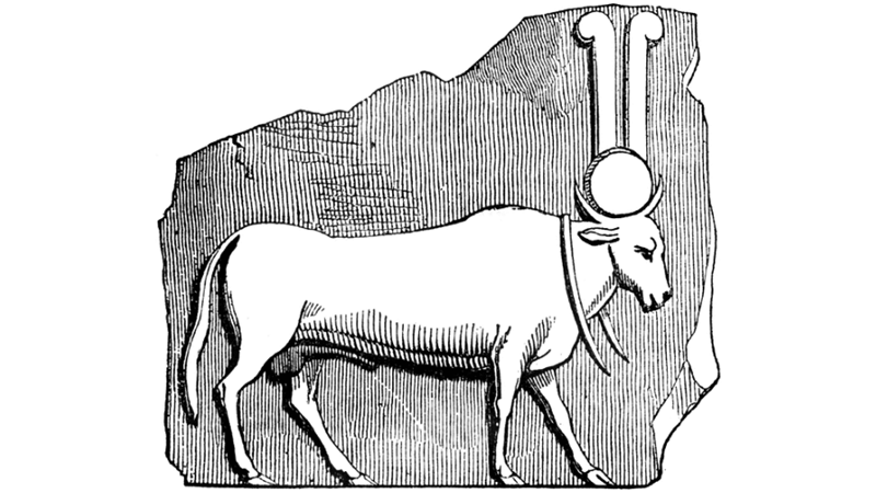 KUTSAL BOĞA: MEMPHİS BOĞASI/ APİS