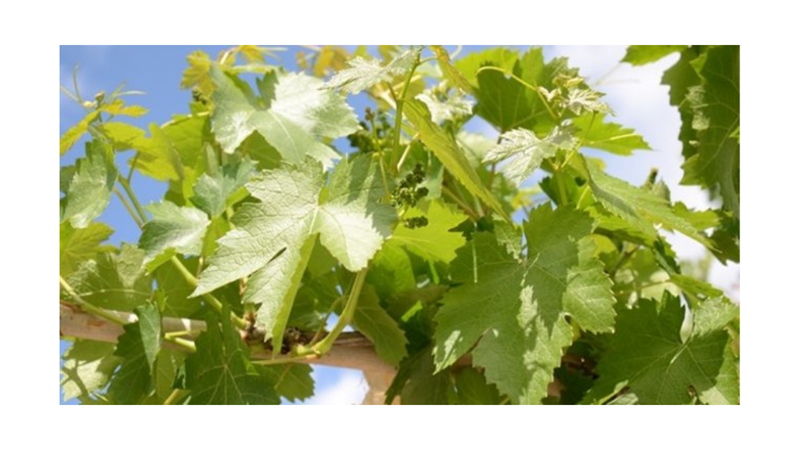 SİZE İLGİNÇ GELEBİLECEK AĞAÇ İNANIŞLARI