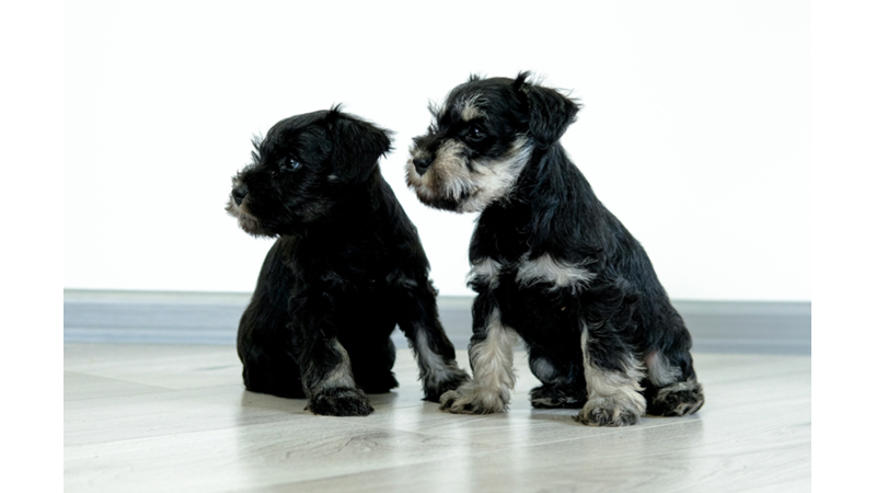 YAVRU KÖPEKLERİN RUHA İYİ GELEN TATLILIĞI