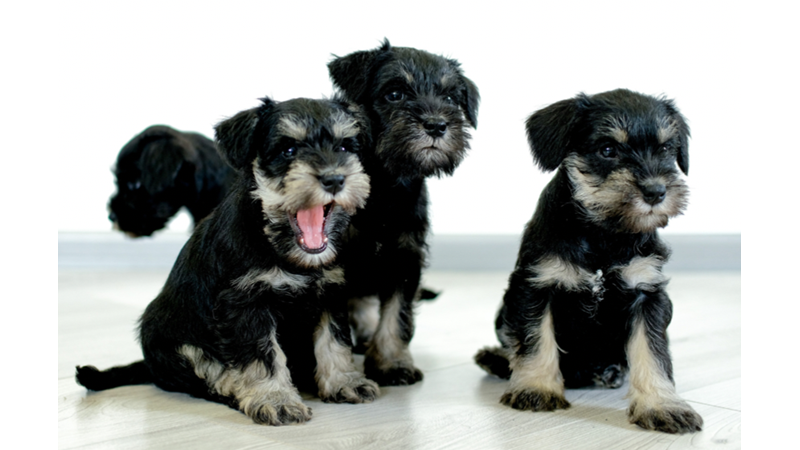 YAVRU KÖPEKLERİN RUHA İYİ GELEN TATLILIĞI