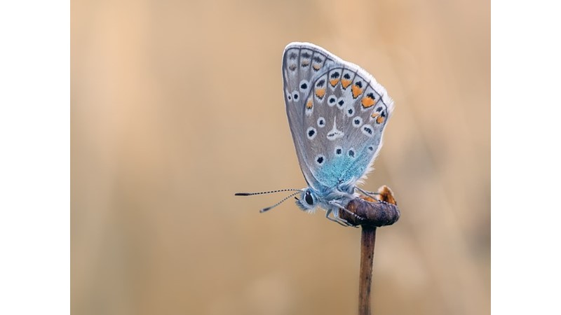 Kelebek Gözlemlemek