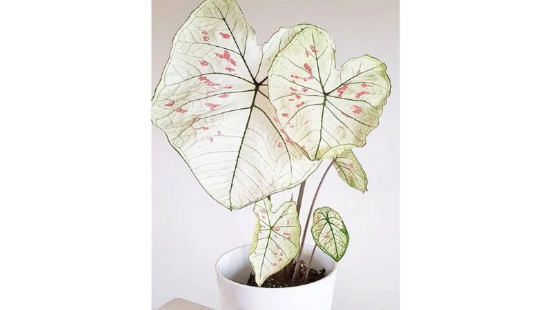 GERÇEK Mİ DEDİRTEN EN GARİP BİTKİLER