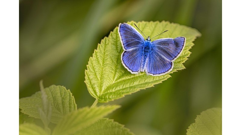 Kelebekler Göç Eder Mi?