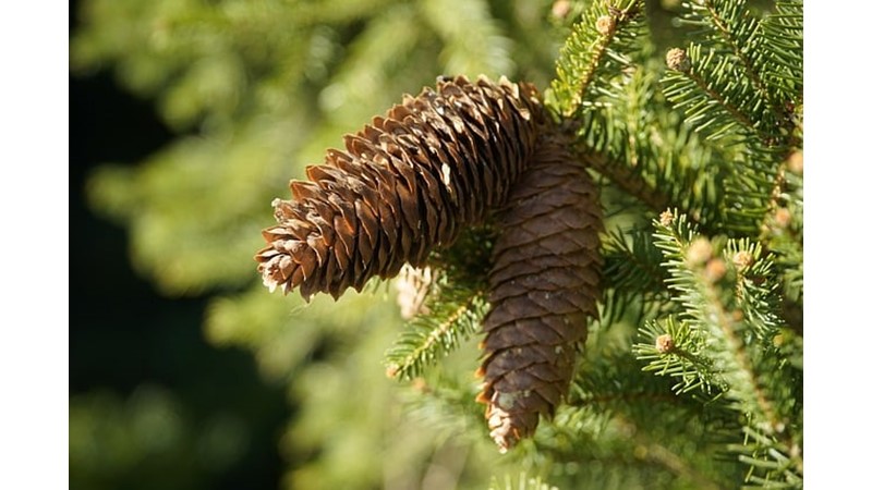 Kozalaklar ve Binalar