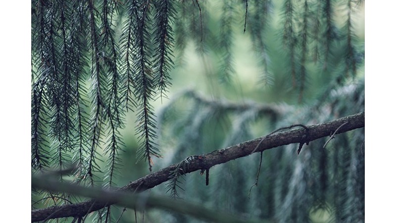 Mantarlar ve Ağaçlar