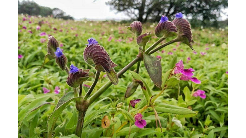 GERÇEK Mİ DEDİRTEN EN GARİP BİTKİLER