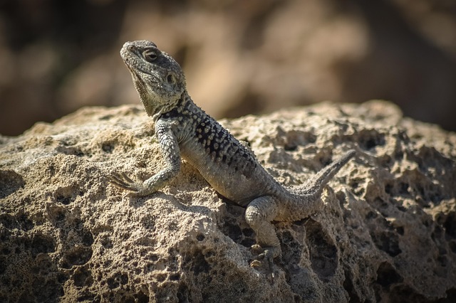 Kolaylıkla Adapte Olmak