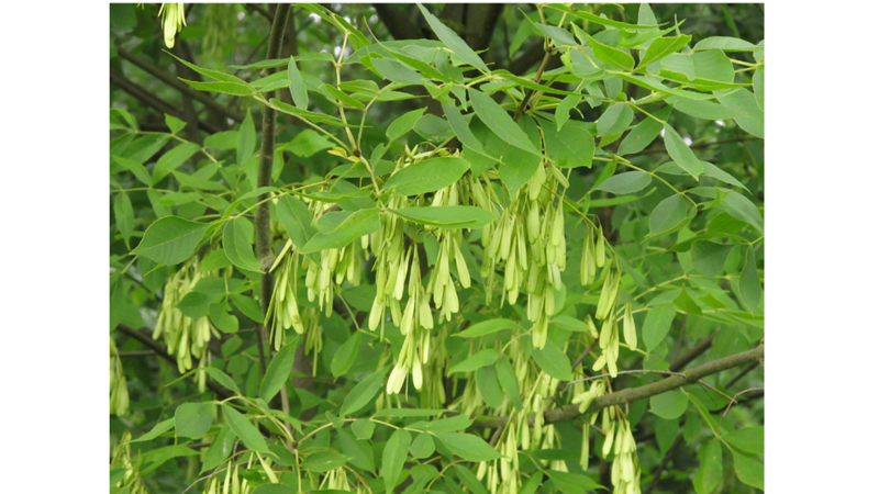 SİZE İLGİNÇ GELEBİLECEK AĞAÇ İNANIŞLARI