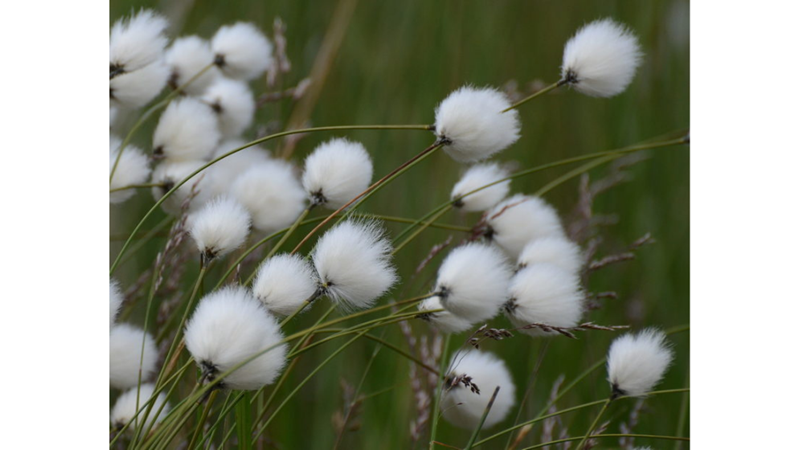 GERÇEK Mİ DEDİRTEN EN GARİP BİTKİLER