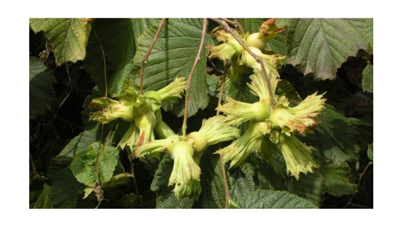 SİZE İLGİNÇ GELEBİLECEK AĞAÇ İNANIŞLARI