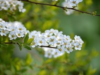 Otuz Bin Yıllık Çiçek