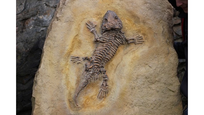 İlk Boynuzlu Dinozor ve Avrupa