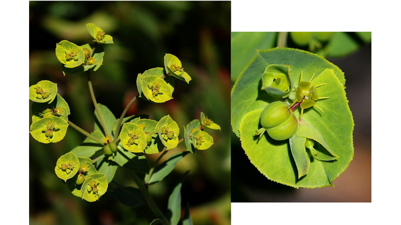 GERÇEK Mİ DEDİRTEN EN GARİP BİTKİLER