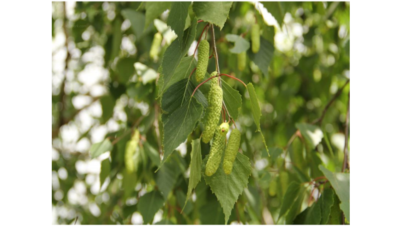 SİZE İLGİNÇ GELEBİLECEK AĞAÇ İNANIŞLARI