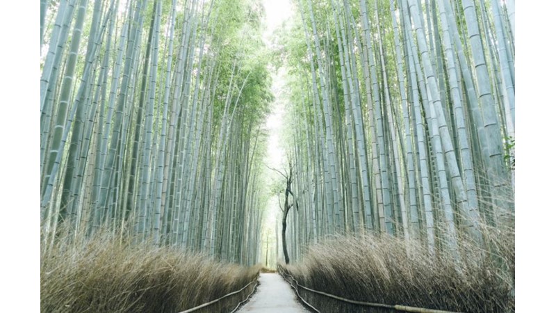 İnsanlığın Kaçamadığı Yol