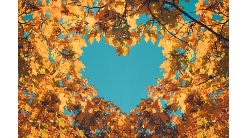 Sevginin Muhtemel Kaynağı