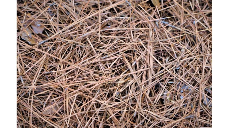 Samanlıkta İğne Aramak