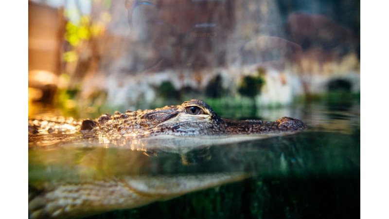 İçgüdülerin Yanıldığı Anlar