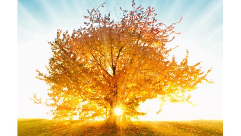 İçgüdülerin Hayallerle Çelişmesi