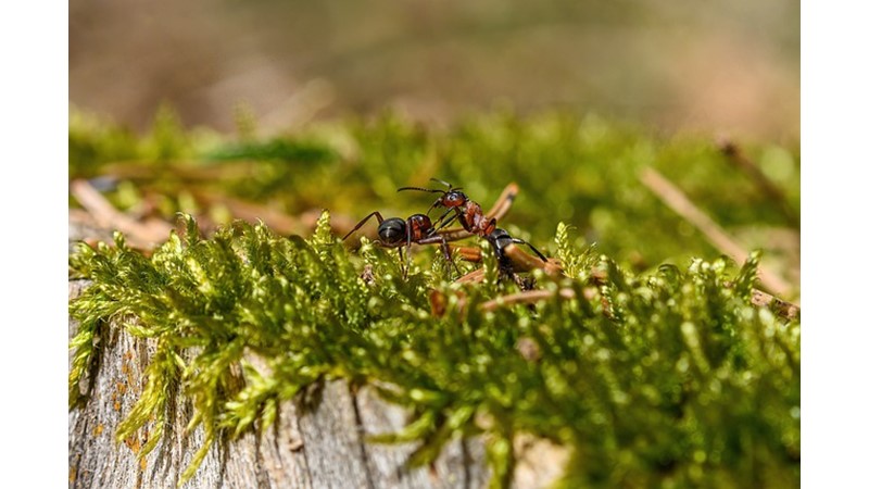 Erkek Bireysiz Karıncalar (II)