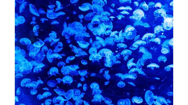 Başarılı Olmak İçin Bırak