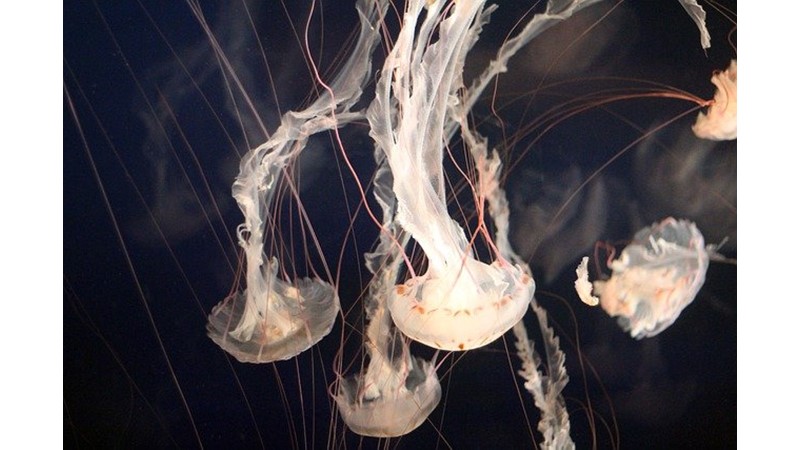 Başarılı Olmak İçin Bırak