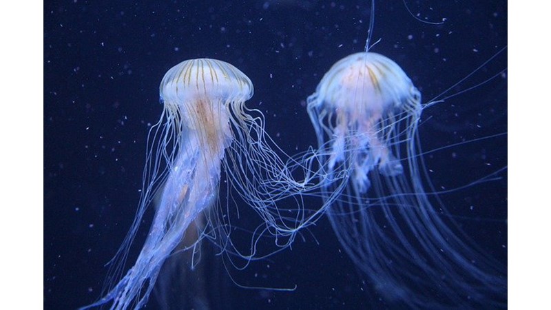 Başarılı Olmak İçin Bırak