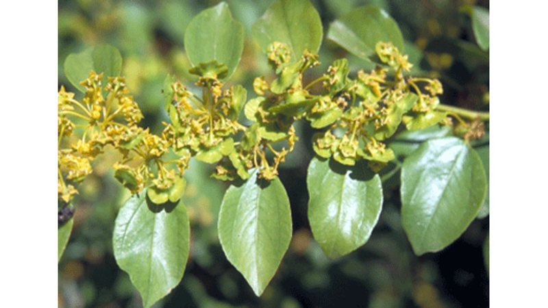 SİZE İLGİNÇ GELEBİLECEK AĞAÇ İNANIŞLARI