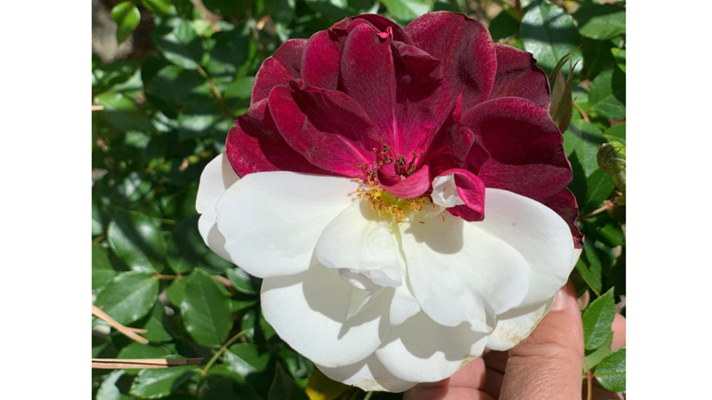 GERÇEK Mİ DEDİRTEN EN GARİP BİTKİLER