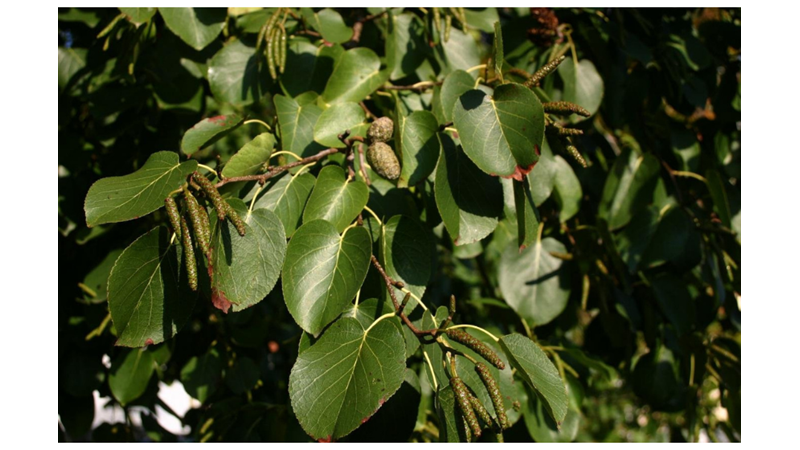 SİZE İLGİNÇ GELEBİLECEK AĞAÇ İNANIŞLARI