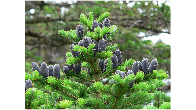 SİZE İLGİNÇ GELEBİLECEK AĞAÇ İNANIŞLARI