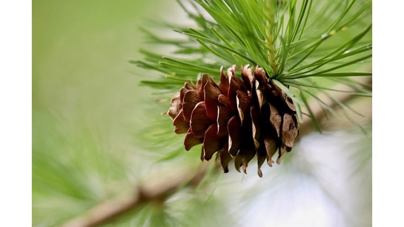 Mühendislik İlhamı Kozalaklar
