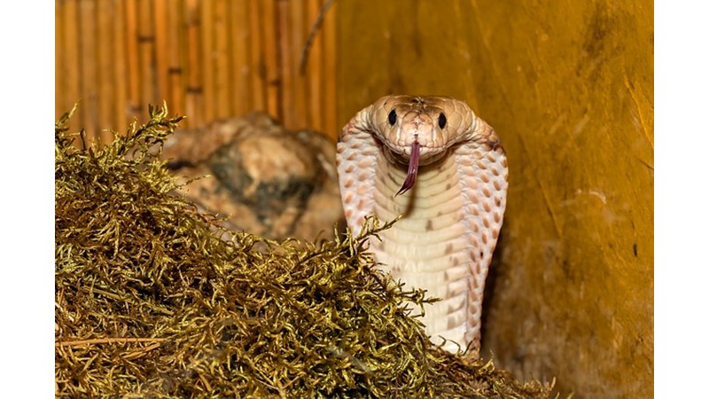 Kültürel İnanç Sembolü: Yılan (XX)