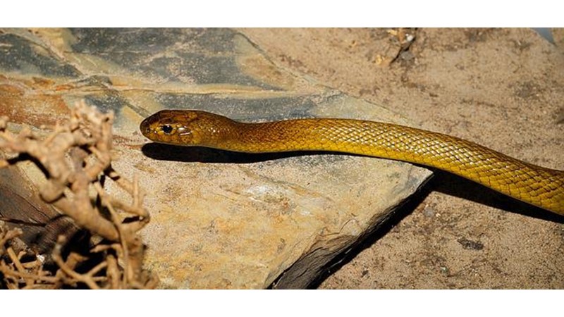 Kültürel İnanç Sembolü: Yılan (XIII)