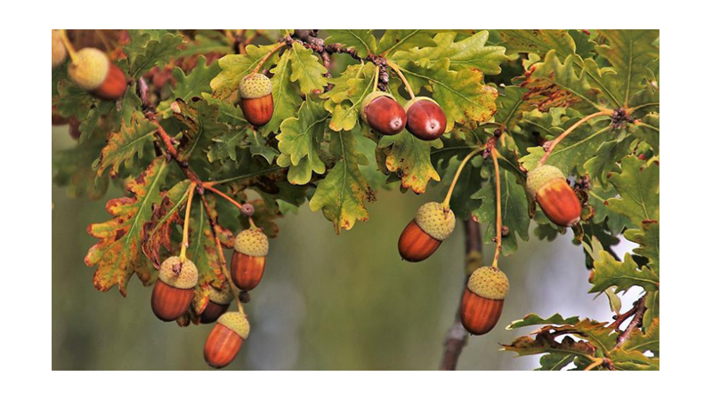 SİZE İLGİNÇ GELEBİLECEK AĞAÇ İNANIŞLARI