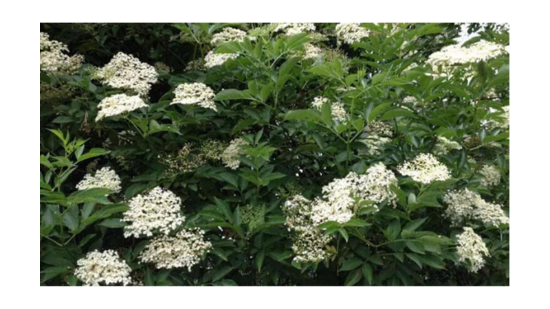 SİZE İLGİNÇ GELEBİLECEK AĞAÇ İNANIŞLARI