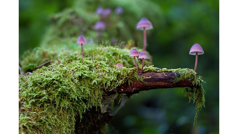 Ağaçlar ve Yosunlar