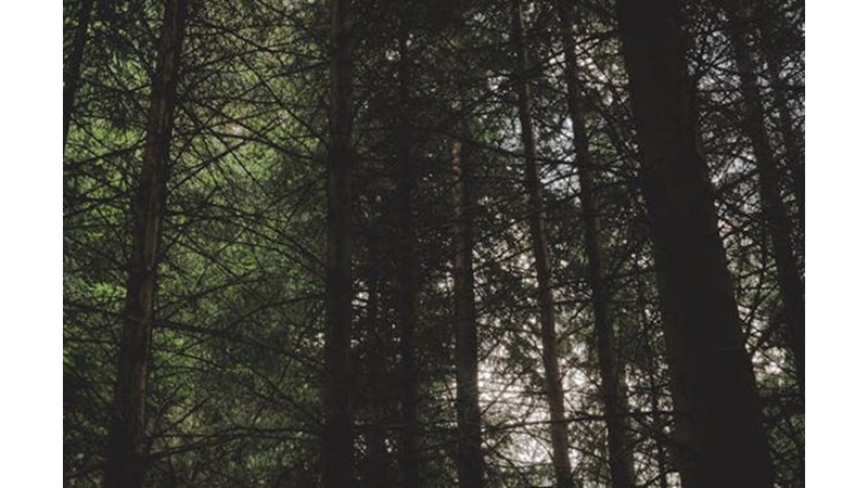 Osmanlı Hızla İlerliyor