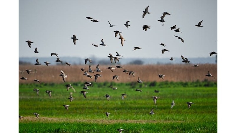 Olası Gelecek: Küresel Göçler