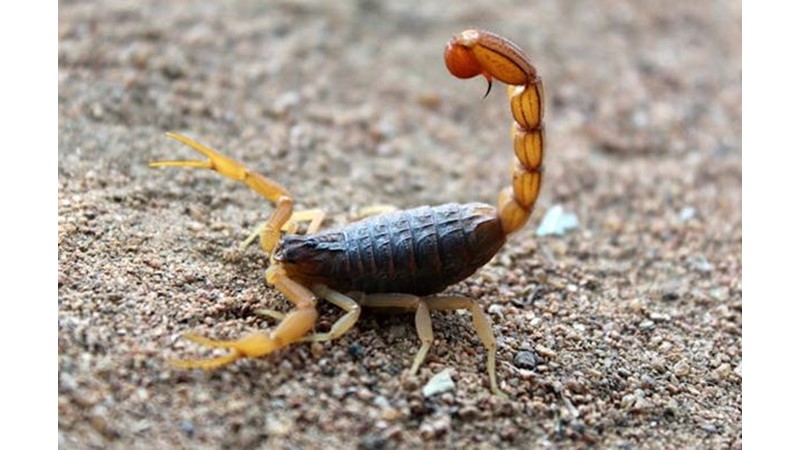 Bazı İnsanlar En Sonunda Kendisini Bitirir